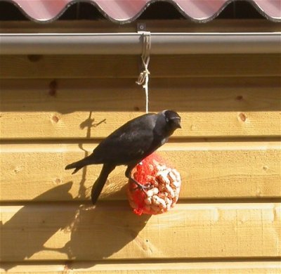 Eerste vogel nieuwe huis in nieuwbouwwijk.