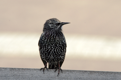 Een van de mooiste vogels om het huis die me "als wielewaal" vaak op het verkeerde been zet in het voorjaar.