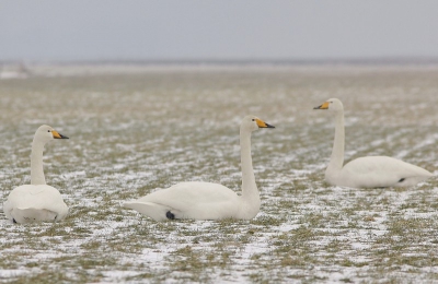 Genomen vanuit de mobiele kijkhut, 300 mm lens. Eindelijk weer grassprieten, en zittend de zwemvliezen warm houden
