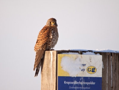 Probeerde de torenvalk al een tijdje te fotograferen en na veel aanhouden gelukt. Mijn allereerste foto van een torenvalk van "dichtbij"