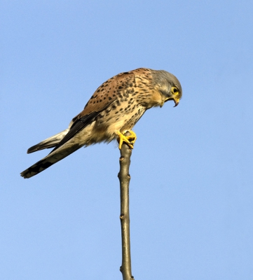 Deze torenvalk begon, nadat hij de omgeving nauwgezet inspecteerde, 
te kokhalzen en even later kwam een braakbal tevoorschijn die ik helaas 
niet meer kon vinden in het hoge gras.