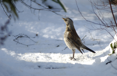Iets alarmeerde deze kramsvogel; een seconde later was hij verdwenen