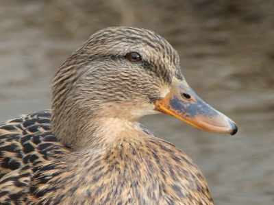 dit is eindelijk mijn eerste foto op birdpix!
na een tijdje te hebben gewacht bij het wak. kwam deze wilde eend langzaam langs zwemmen.
hopelijk is hij goed genoeg.