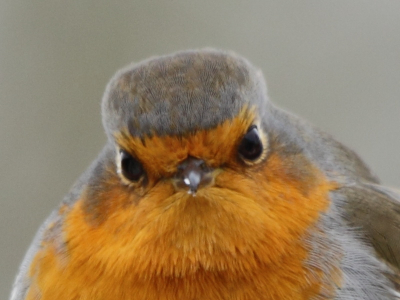 Hierbij de 100% crop van de oogjes van de roodborst. De bovenste oogleden zijn toch scherp?