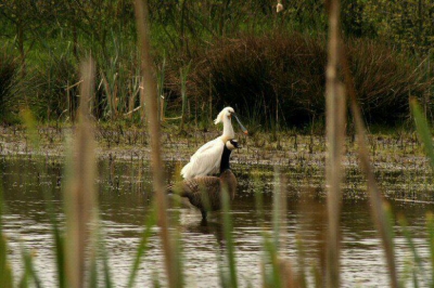 Ik zat een kwartier deze lepelaar te fotograferen toen deze canadese gans langs kwam.