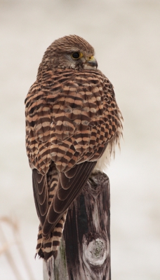 Het blijven prachtige vogels,en deze dame was zo dicht te benaderen,dat ze nog maar net op de foto paste.