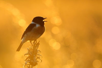 Zingende man Roodborsttapuit tegen een ondergaande zon met wuivend gras op de achtergrond