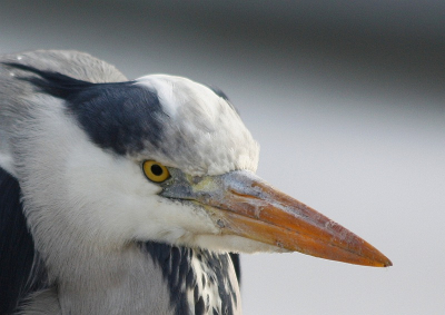 Deze reiger was zo tam. Hij leek wel versteend en liet zich zonder moeite vanuit de auto fotograferen.