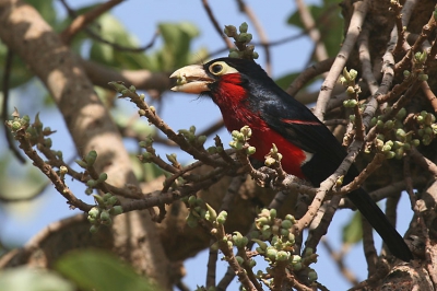 De foto werd gemaakt bij lake Awasa in Ethiopi. Mijn indruk is dat je in het voorjaar meer barbets ziet dan in het najaar.