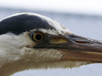 Toen ik 's ochtends mijn gordijn open deed, zat deze reiger (die op ons terrein de bijnaam Gerrit heeft gekregen) op de rand van mijn balkon. Precies op ooghoogte. Dat verwachte ik niet! Gelukkig bleef het beest breef zitten terwijl ik mijn camera pakte.