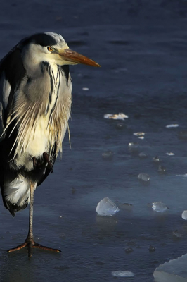 De Blauwe Reiger stond mooi te wezen op het ijs naast een groot wak.
De oorspronkelijke foto in een ander kader geplaatst op advies van mede gebruiker P. Teune.
P. Teune bedankt voor je advies, ik vind hem nu duidelijk beter.