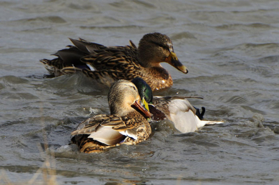 In een groot wind wak waren een veel vogels die alweer hun balts gedrag begonnen te vertonen; ook deze Wilde Eenden deden flink hun best en het ging er dan ook regelmatig flink van langs.