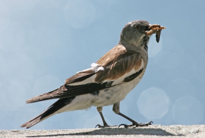 TIjdens onze vakantie zijn wij ook naar de Sint bernard pas gegaan in zwitserland. Deze sneeuwvink had wel op een heel handige plek zijn nest met jongen. Precies onder een informatie bord waardoor de vogel de heletijd over een muurtje aan het lopen was, wachten totdat iedereen bij het bord vandaan was en de kust veilig. Overigens zaten er veel sneeuwvinken daar.