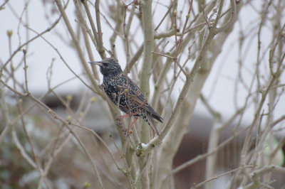 Deze spreeuw kwam even om het hoekje kijken bij ons in de tuin.
mooi vind ik zo'n spreeuw in de sering