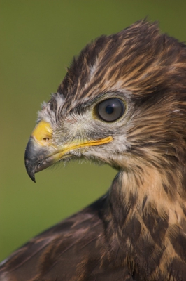 Mooie zwoele zomeravond bracht mij naar deze mooie buizerd, was druk aan het oefenen met jagen en had waarschijnlijk nog nooit een mens gezien.