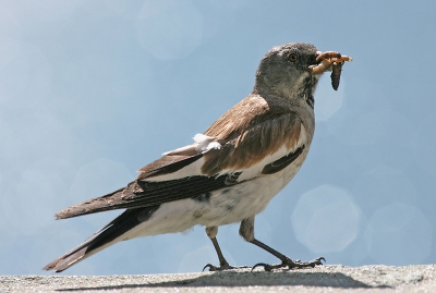 Tijdens onze vakantie zijn wij ook naar de Sint bernard pas gegaan in zwitserland. Deze sneeuwvink had wel op een heel handige plek zijn nest met jongen. Precies onder een informatie bord waardoor de vogel de heletijd over een muurtje aan het lopen was, wachten totdat iedereen bij het bord vandaan was en de kust veilig. Overigens zaten er veel sneeuwvinken daar.