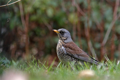 Deze kramsvogel hangt al een week rond onze tuin. Is niet agressief tegen de andere bezoekers, maar wel een stukje schuwer. Vandaag dan eindelijk tijd om eens te proberen een foto van hem te maken. Dus schuifpui open, liggen en wachten. Al snel ging die even stil zitten met dit als resultaat.