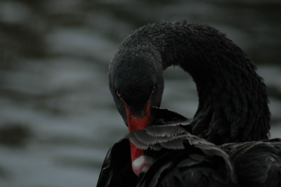 De eerste keer dat ik een zwarte zwaan zag, had ik het geluk dat ik mijn camera bij me had. Ik kon dichtbij komen en maakte verschillende foto's waravan ik deze de mooiste vond qua compositie. De zwaan was bezig met een uitgebreide wasbeurt. Of misschien had hij gewoon jeuk.