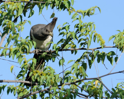 Deze byzondere vogel heb ik vast kunnen leggen tijdens een wandeling met een lokale 'wereldberoemde gids'. De vogel wilde zijn kop nog wel eventjes vrij tussen de takjes door steken en daarna deed hij heel snel zijn naam eer aan.