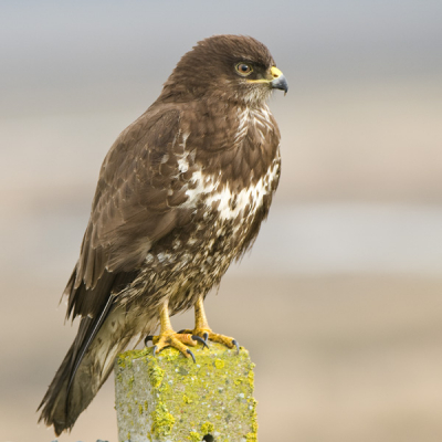 na een paar mislukte pogingen om een buizerd te platen deze week had ik gisteren een beetje geluk.
Deze kwam over grasveld aanvliegen en ging 15 m.
voor de auto op een paaltje zitten. Ben er wel happy
mee.