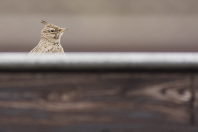 Crested Lark Crested Lark Crested Lark Crested Lark Crested Lark Crested Lark Crested Lark Crested Lark Crested Lark Crested Lark Crested Lark