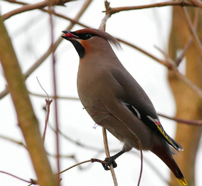 Voor wie nog niet genoeg heeft van pestvogels na afgelopen week, hier nog een van de zaandammer.