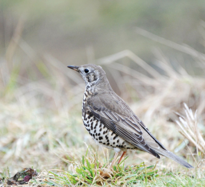Deze Grote Lijster foerageerde samen met drie Kramsvogels in de berm en lieten zich goed benaderen.