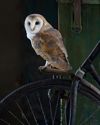 de afgedankte fiets wordt steeds meer gebruikt als vaste zitplaats voor de kerkuil