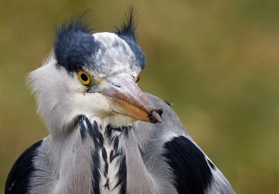 De wind waaide lekker door zijn haren. Kon de reiger lekker dicht bij benaderen met de auto. Het lijkt wel als of er een stukje van de onderkant van zijn snavel is afgebroken.