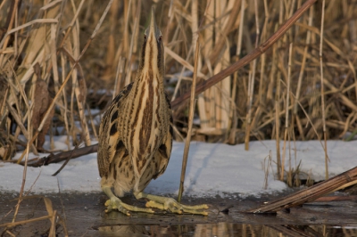 Nog eentje om het af te leren, zondag nog wezen kijken maar net zoals het ijs verdwijnt zullen ook de Roerdompen weer verdwijnen, in het riet.