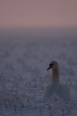 Na een mooie dag rond de klok van 18.00 even de polder in gereden. mooie ondergaande zon en een blauwe lucht. vond het wel wat hebben. Of is dit meer een foto in de categorie 'vogels in landschap'?