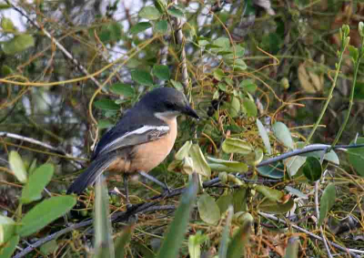 In een struik vlak bij de camping had ik deze vogel al 2 dagen zien rond scharrelen, maar ik kreeg maar een keer de gelegenheid 2 opnames te maken. Geen wonder dat er nog maar een op BP staat.