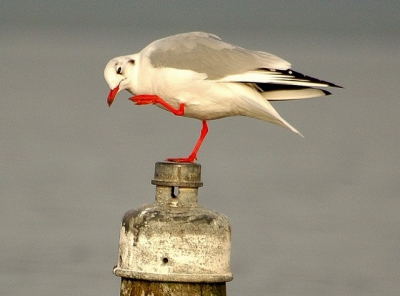 Ik ben niet zeker van de juiste omschrijving bij deze foto. Ik hoor het graag van jullie.