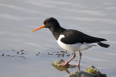 Deze scholekster was lekker van het zonnetje aan het genieten, net als mij. Plotseling stond hij op en keek vol angst naar boven en vloog toen met een hoop kabaal weg.....  Bleek dat er een slechtvalk aan het jagen was op de tureluurs die daar ook genoeg aanwezig waren! Mooi moment. Slecht helaas niet op de foto kunnen zetten.
