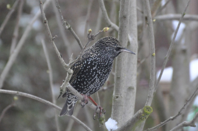 Deze vogels komen bij ons heel vaak in de tuin ik vind ze ook heel mooi
ik hoop dat deze er door komt