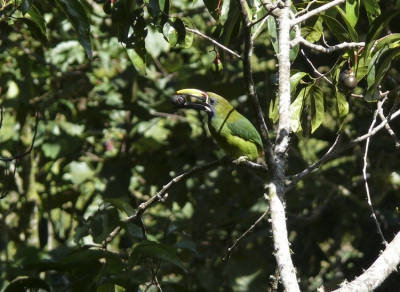 Nadat ik hem 's ochtends slapend had gezien, besloot deze toucanet 's middags aan de brunch te gaan. Hij schijnt deze kleine advocado's in zijn geheel door te slikken om later de pitten weer uit te spugen.