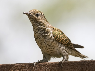 Nog een opname van de nog niet op BP voorkomende Smaragd koekoek. 
Deze van de voorzijde omdat Toy Janssen ons aan het twijfelen bracht met een
commentaar. De Klaass cuckoo heeft een duidelijke witte wenkbrauw, ontbreekt hier.