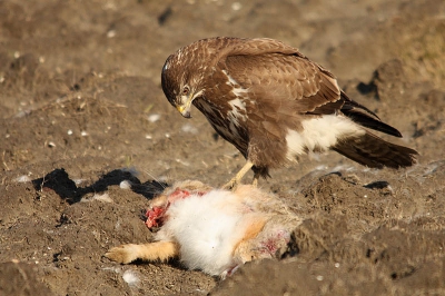 Hier geeft de buizerd de haas een tikje en lijkt te zeggen van 'Hallo? Leef je nog?'...