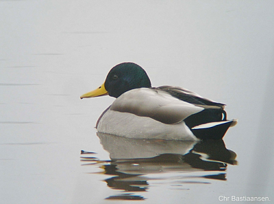 Weer even een middagje digiscopen 
Het weer grijs en regen en weinig vogels helaas
Alleen deze wilde eend is redelijk gelukt 
Groetjes chris