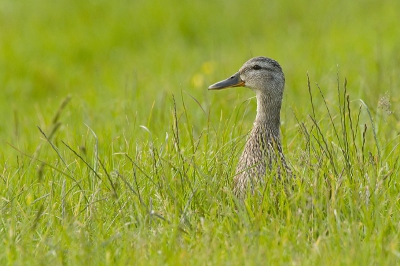 Moedertje eend hield haar drie kleintjes goed in het
oog.
Tijdens deze opname waren er twee reigers erg dicht in de buurt.