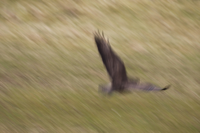 De buizerd had haast om weg te komen. Ik weet niet of het door mij kwam of door de plotseling opkomende sneeuwbui.