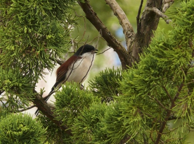 Hoewel het regende zong deze klauwier vrolijk door. Hij zat in een stadparkje en was helemaal niet schuw. Dit is de enige Birmese klauwier die ik heb gezien. Volgens mij ook een nieuwe soort voor Birdpix