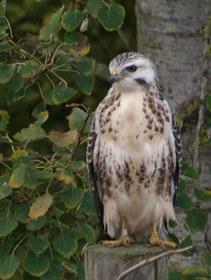 Op een zondag in oktober met een vriendin met de auto op buizerdjacht. De "tamme" buizerd was eigenlijk ons doel, maar wij kwamen onderweg deze "wilde" buizerd tegen. Helaas is de foto niet dichtbij genoeg genomen om de ring te kunnen lezen, zou leuk zijn. 
De foto gemaakt vanuit de auto, mijn vriendin zat aan de bestuurderskant en dat was aan de vogelkant, ik zat op de bijrijdersplaats en fotografeerde door de wagen naar buiten, uit de hand. Voor wij, nadat wij eerst een serie foto's hadden genomen, de auto konden verlaten vloog de buizerd er van door. Voor mij was dit de eerste buizerd die ik fotografeerde.