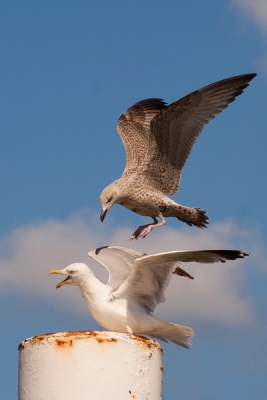 We kwamen aan en er zaten gigantisch veel Zilvermeeuwen en ook kleine Mantelmeeuwen. Hier een juv. zilvermeeuw die een adulte vogel weg jaagt.

Sony A300 met Sony 55-200.