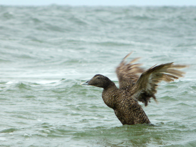 Deze Eider zwom in de Noordzee, dicht aan de kust, het was bewolkt en ik stond op een pier, waardoor ik deze  eend mooi in beeld kon krijgen. Erg schuw waren ze dus ook niet.