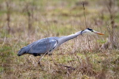 Aanvallen! Op zich geen bijzondere opname van deze reiger, maar wel de eerste met mn nieuwe set. Canon 7D + 800mm.