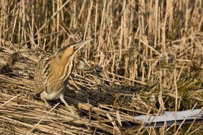 Wat heb je daar nou weer? Toch niet weer zo'n fotograaf met een enorme lens!! Ja, toch wel!
Ik ben toch fotogeniek!