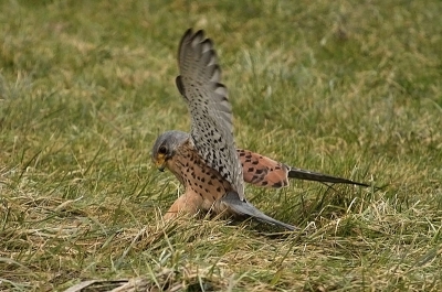 Mijn eerste foto op Birdpix, de Torenvalk had het druk met zijn prooi, zodat ik een paar mooie foto's kon maken.