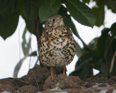 Bij ons in de tuin huist al een tijdje een grote lijster. Hij zit vaak lange tijd stil in een struik maar als er een merel op de grond zit weet hij niet hoe snel hij beneden moet zijn om de merel te verjagen. Desondanks blijft het lastig om hem op de foto te krijgen. Ik wilde hem eigenlijk vol in de sneeuw, deze achtergrond is wat druk.