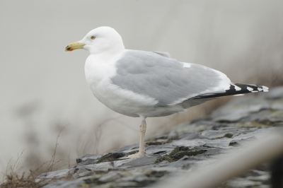 Ik weet het niet meer, lichtgele poten, lichte iris, witte kop, bleke mantel...